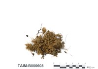 藏品(纖枝異貓尾苔)的圖片